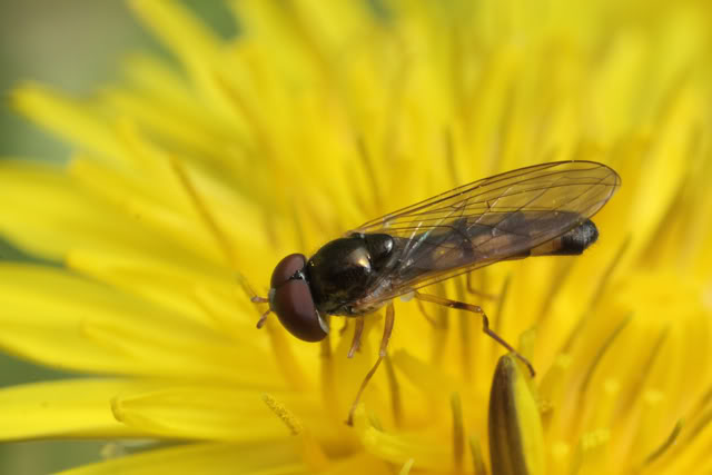 Bugging à l'arboratum IMG_6949