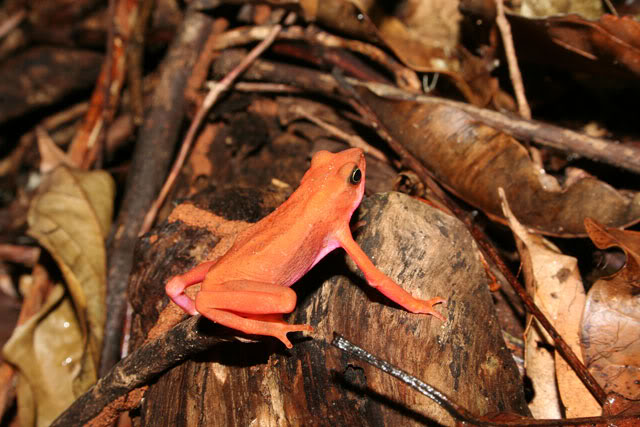 Amphibiens de Guyane française IMG_7134