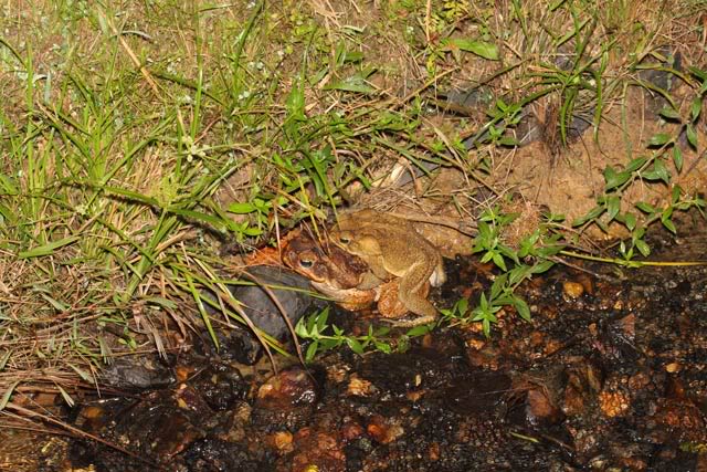 Amphibiens de Guyane française IMG_7323