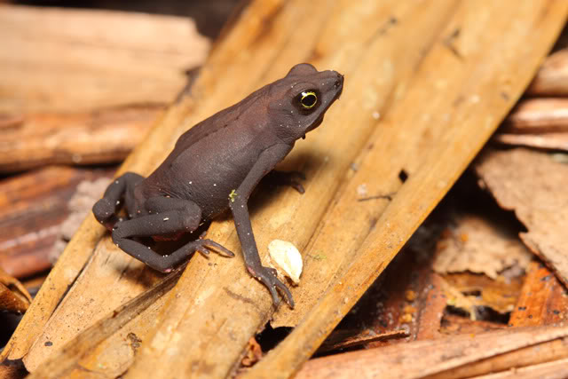 Amphibiens de Guyane française IMG_7375