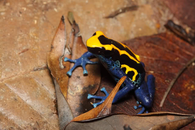 Amphibiens de Guyane française IMG_7633