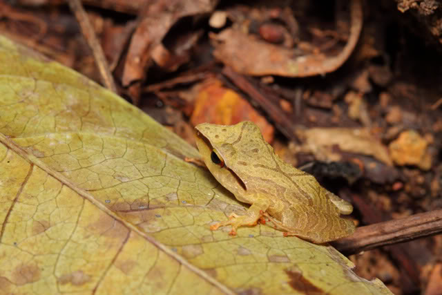 Amphibiens de Guyane française IMG_7736