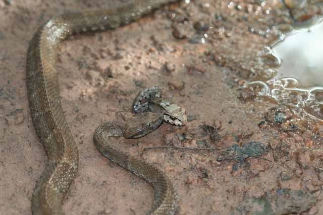 Amphibiens du Suriname IMG_9084