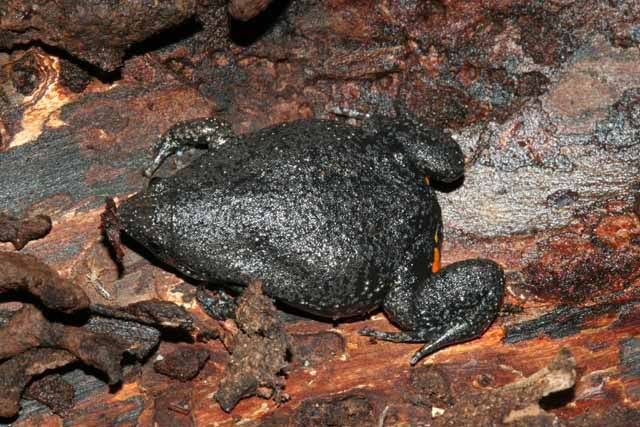 Amphibiens du Suriname IMG_9146-1