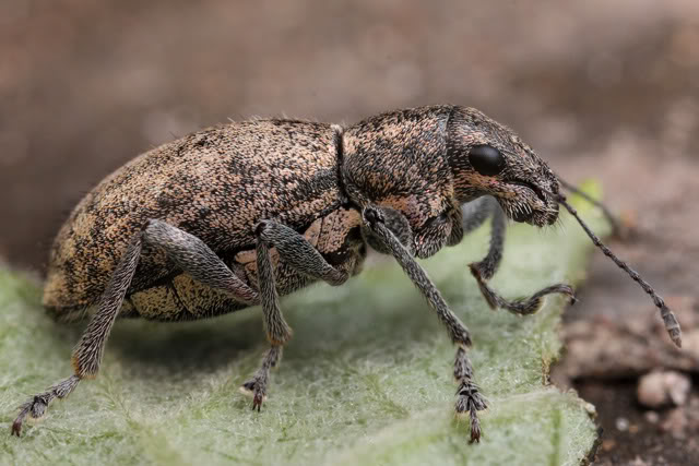 Argentine 2011 Beetle1-1