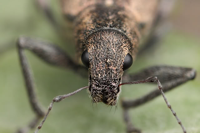 Argentine 2011 Beetle2