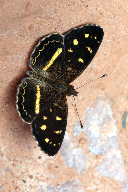 Argentine 2011 Buterfly