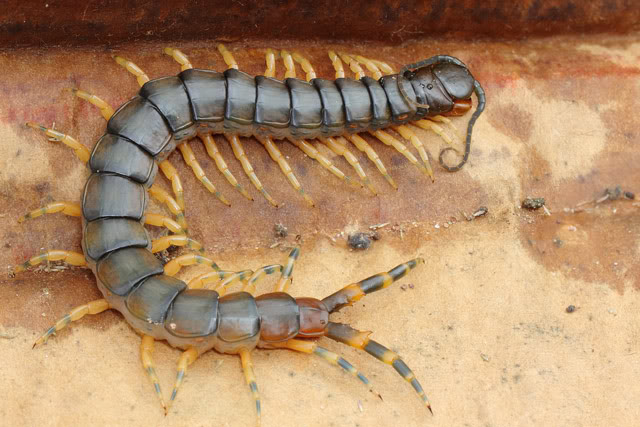 Argentine 2011 Centipede