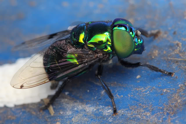 Argentine 2011 Fly-2