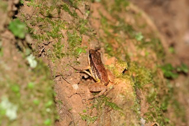 Amphibiens de Trinité Frog-3b