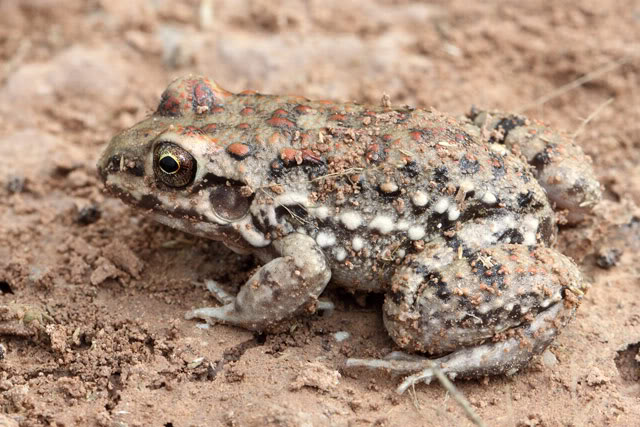 Argentine 2011 Frog