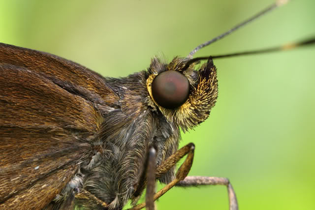 Argentine 2011 Moth-2