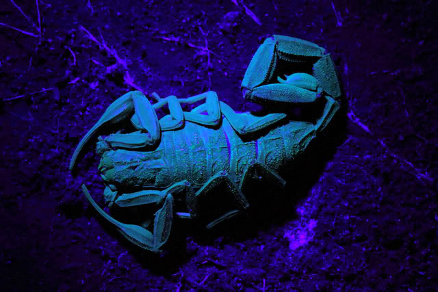 Argentine 2011 Scorpion-UV