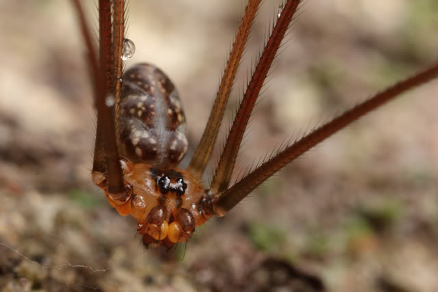 Argentine 2011 Spider-6