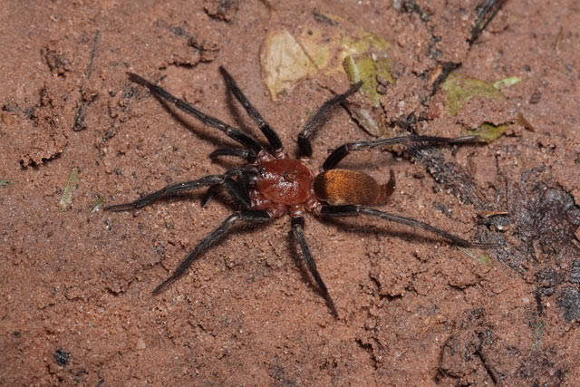 Argentine 2011 Spider-mygalomorph-1