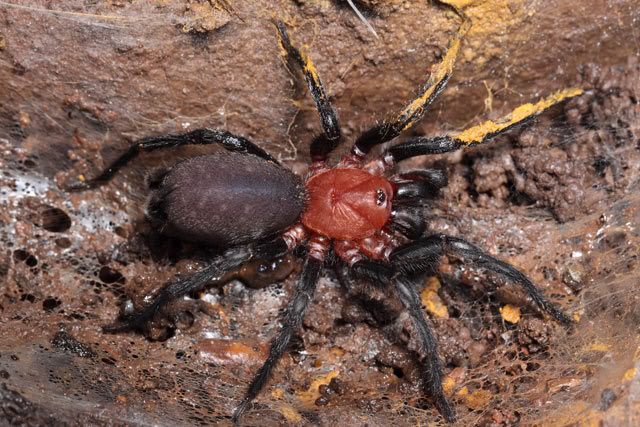 Argentine 2011 Spider-mygalomorph-3