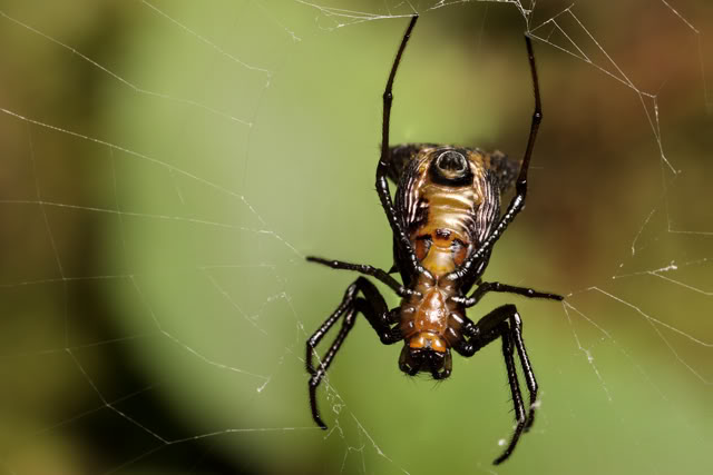 Argentine 2011 Spider5