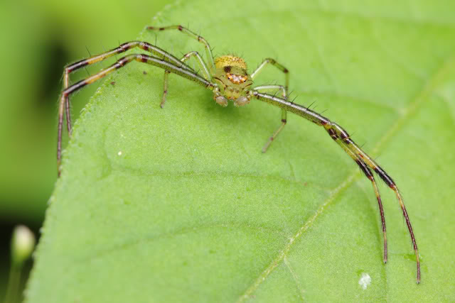 Argentine 2011 Spidercrab