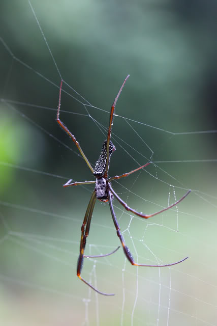 Argentine 2011 Spidernephila