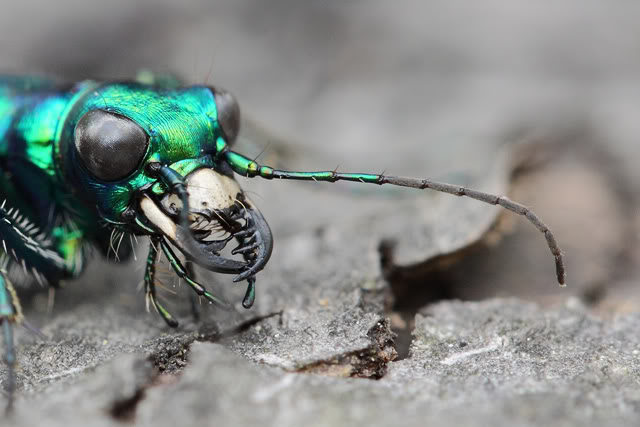 Bugging à l'arboratum Tiger-beetle-b