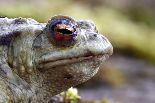 Allemagne Toad-female