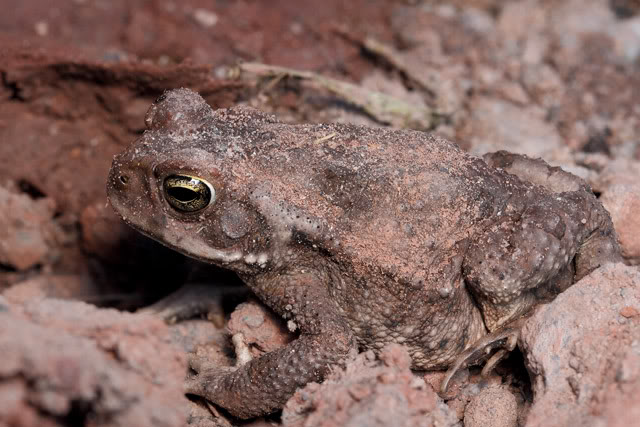 Argentine 2011 Toad