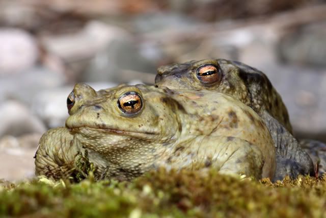 Allemagne Toads-mating