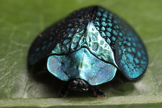 Argentine 2011 Turtle-beetle-2