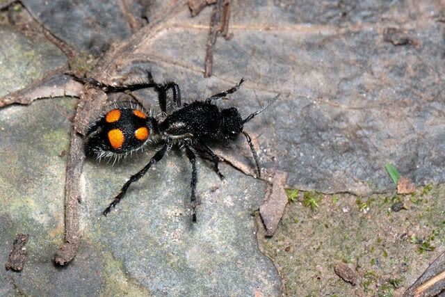 Argentine 2011 Velvet-ant