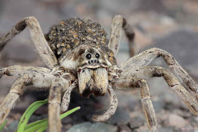 Argentine 2011 Wolf-spider