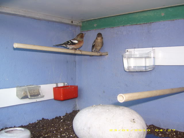 A criação de Tentilhões (Fringilla Coelebs) IMG_0113