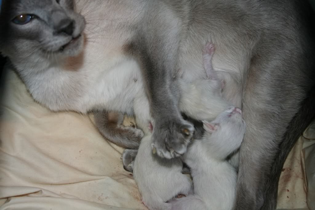 the babies are here!!!!! pictures now added!!!!! Photo1