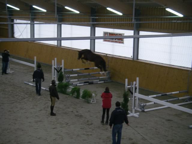 2008.,ocijena, odabir i smotra rasplodnih pastuha HK Udruge IMGP0932