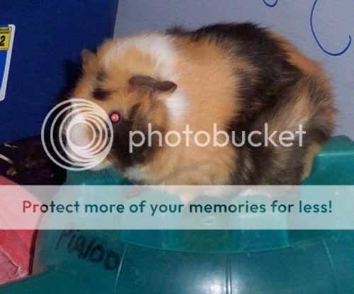 ABYSSINIAN Cavy FurbysSleepingSpot1