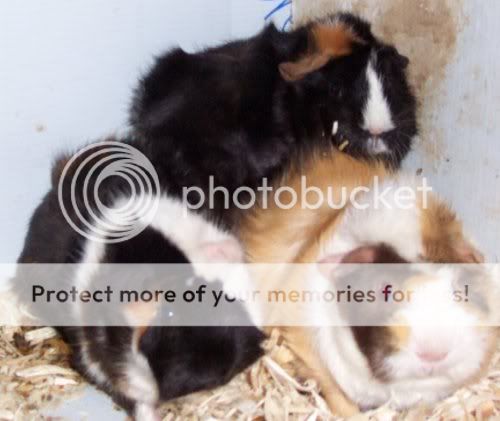 ABYSSINIAN Cavy OreoandPigglesspendingtheirlastdayw