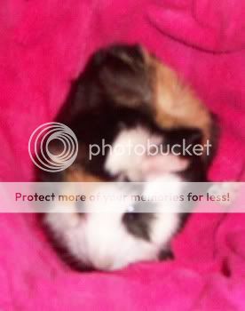 ABYSSINIAN Cavy PipSqueak2