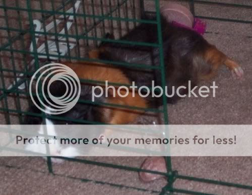 ABYSSINIAN Cavy ScruffysStretchedOut1