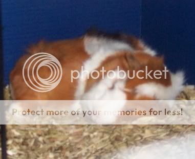 ABYSSINIAN Cavy SleepingPrincess1