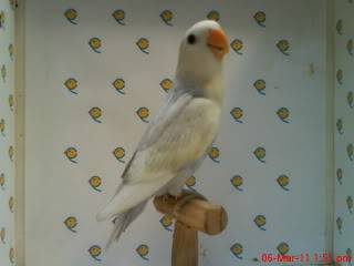 FOR SALE WF ALBINO, WH OPALINES, WF LAVANDER PIED EDGE OPALINE DSC00919