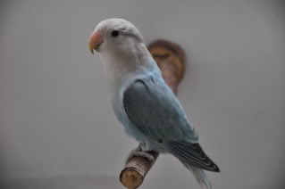 WH LAVANDER PIED EDGE OPALINE, WH BLUE PIED EDGE OPALINE DSC_0450