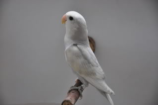 WH LAVANDER PIED EDGE OPALINE, WH BLUE PIED EDGE OPALINE DSC_0473