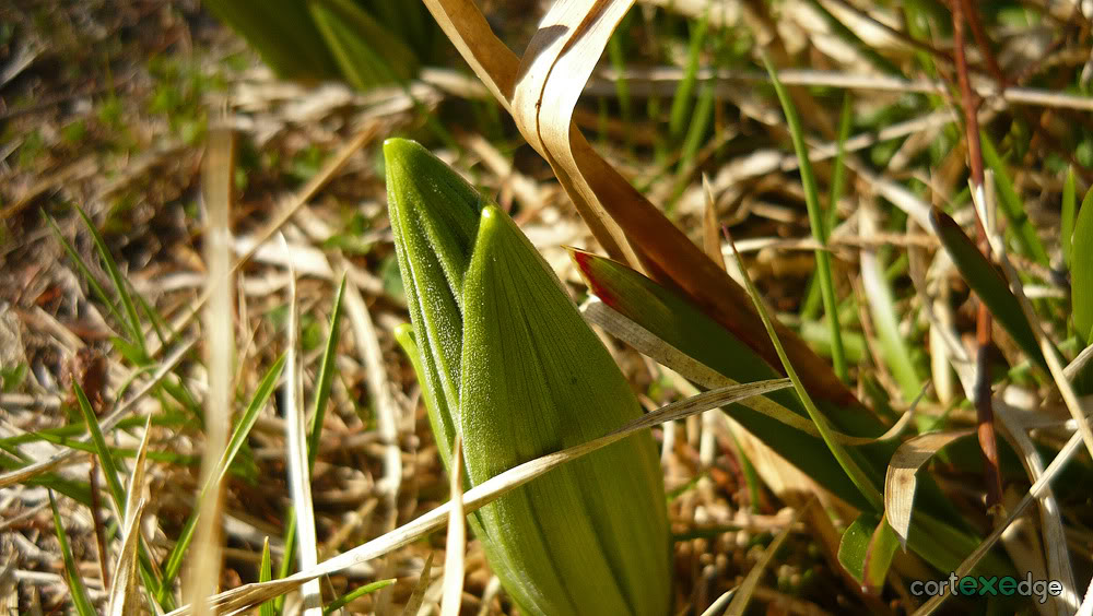 Poze de-ale mele... P1330275