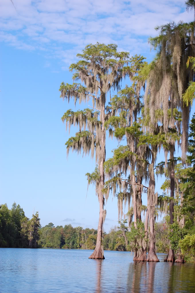 Sud de la Côte Est des États-Unis... DSC_0138