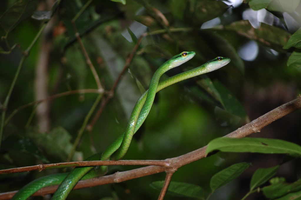 Des serpents du Costa Rica! DSC_0043