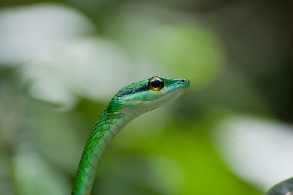 Des serpents du Costa Rica! DSC_0055