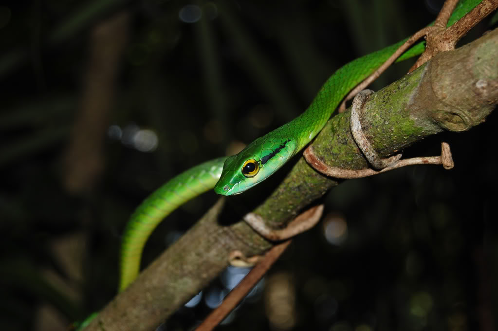 Des serpents du Costa Rica! DSC_0085-1