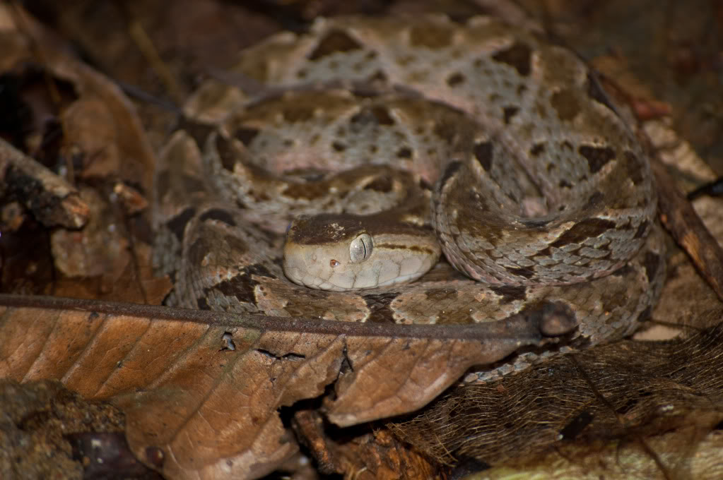 Des serpents du Costa Rica! DSC_0152