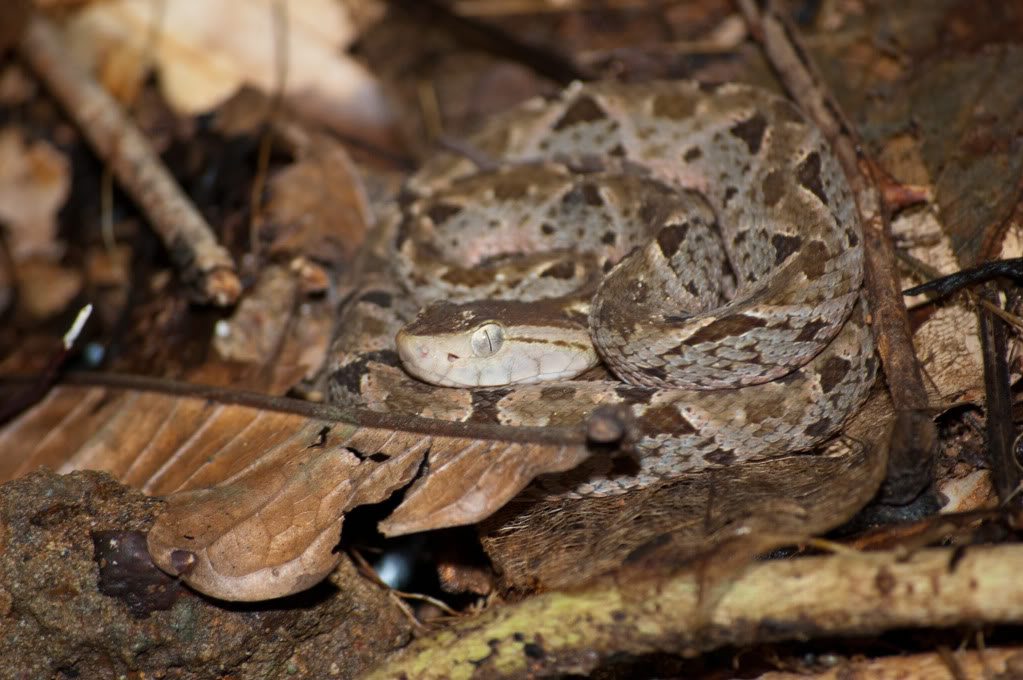 Des serpents du Costa Rica! DSC_0162