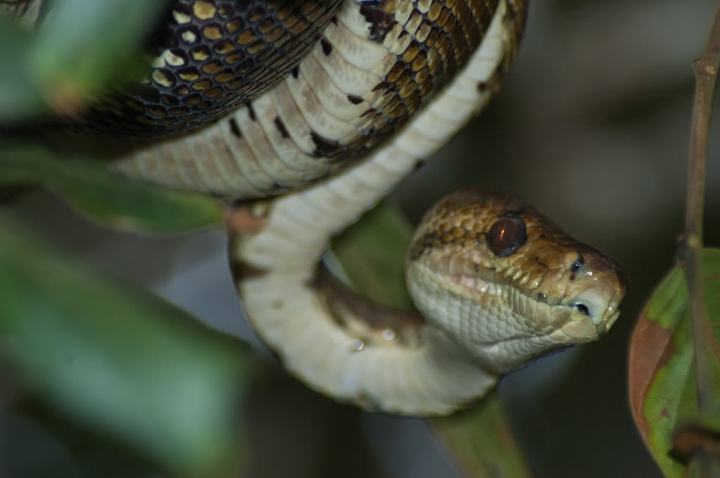 Des serpents du Costa Rica! DSC_3321