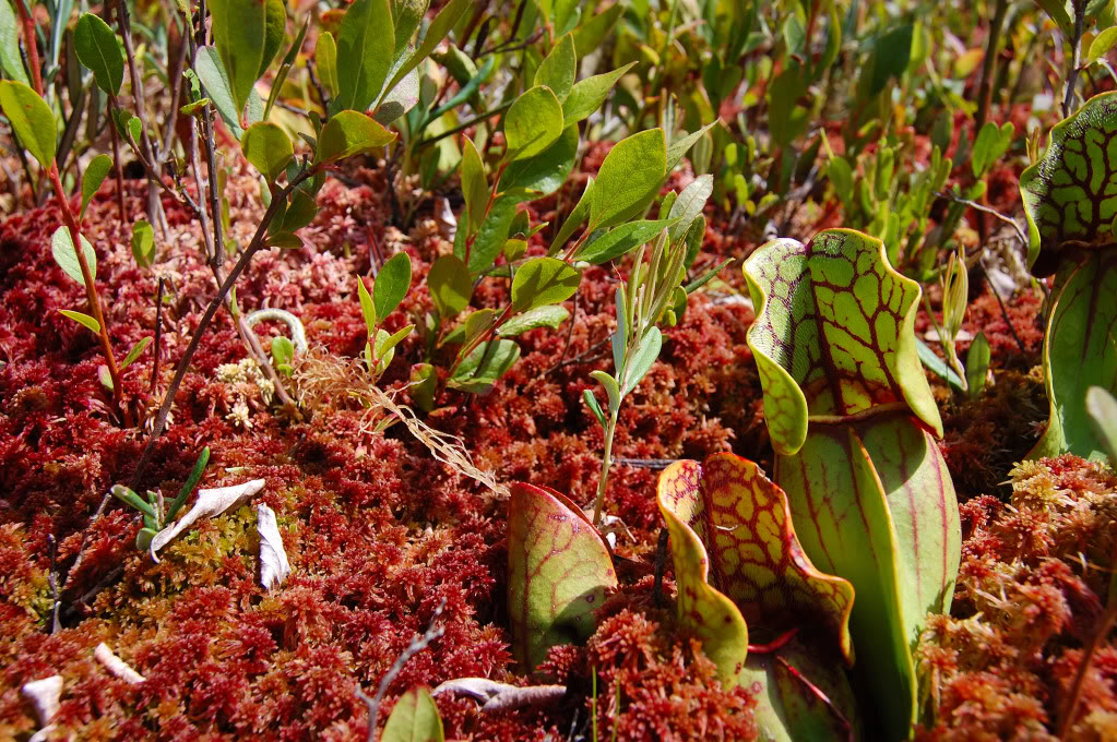 Sarracenia purpurea - Vive les plantes carnivores! DSC_0002
